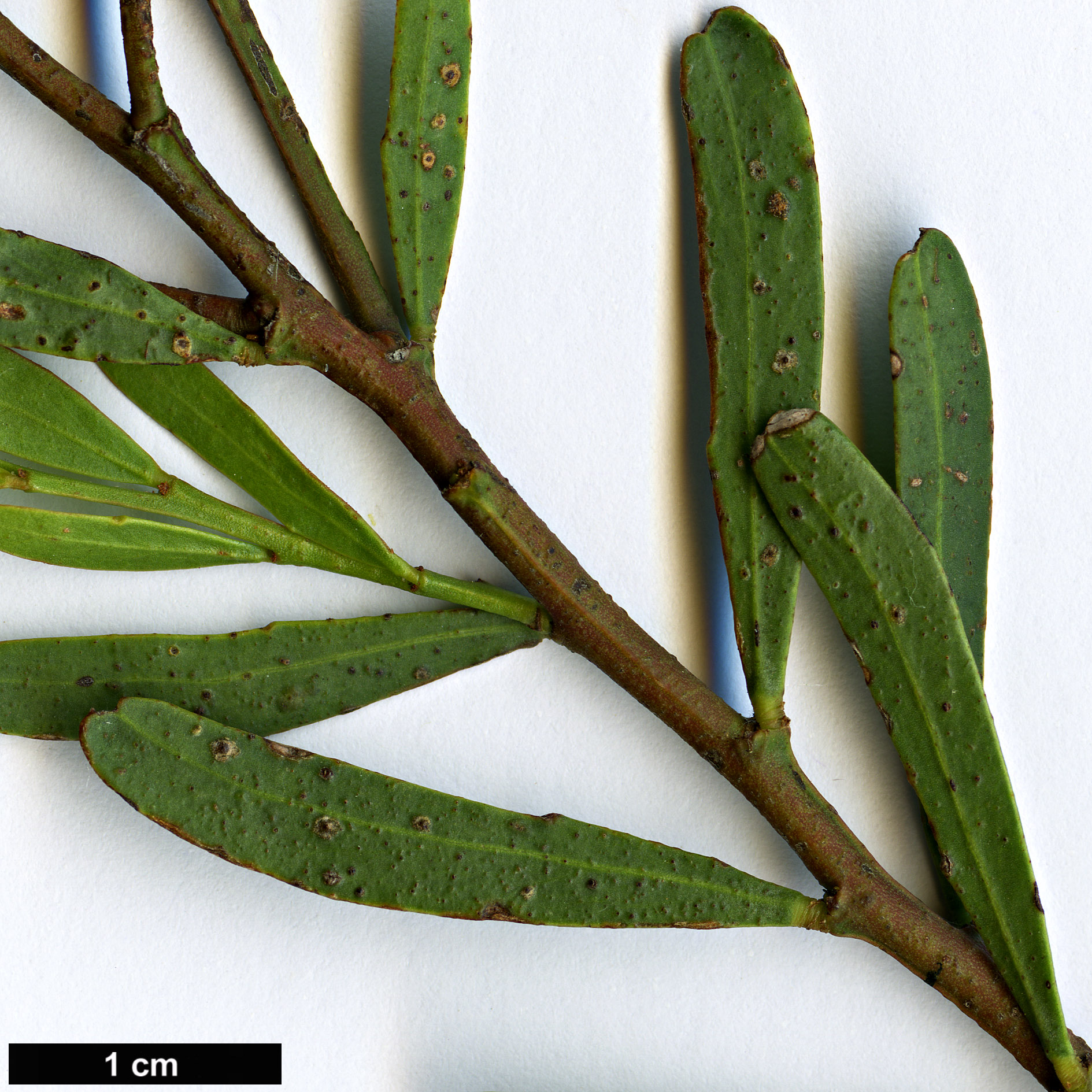 High resolution image: Family: Fabaceae - Genus: Acacia - Taxon: microcarpa